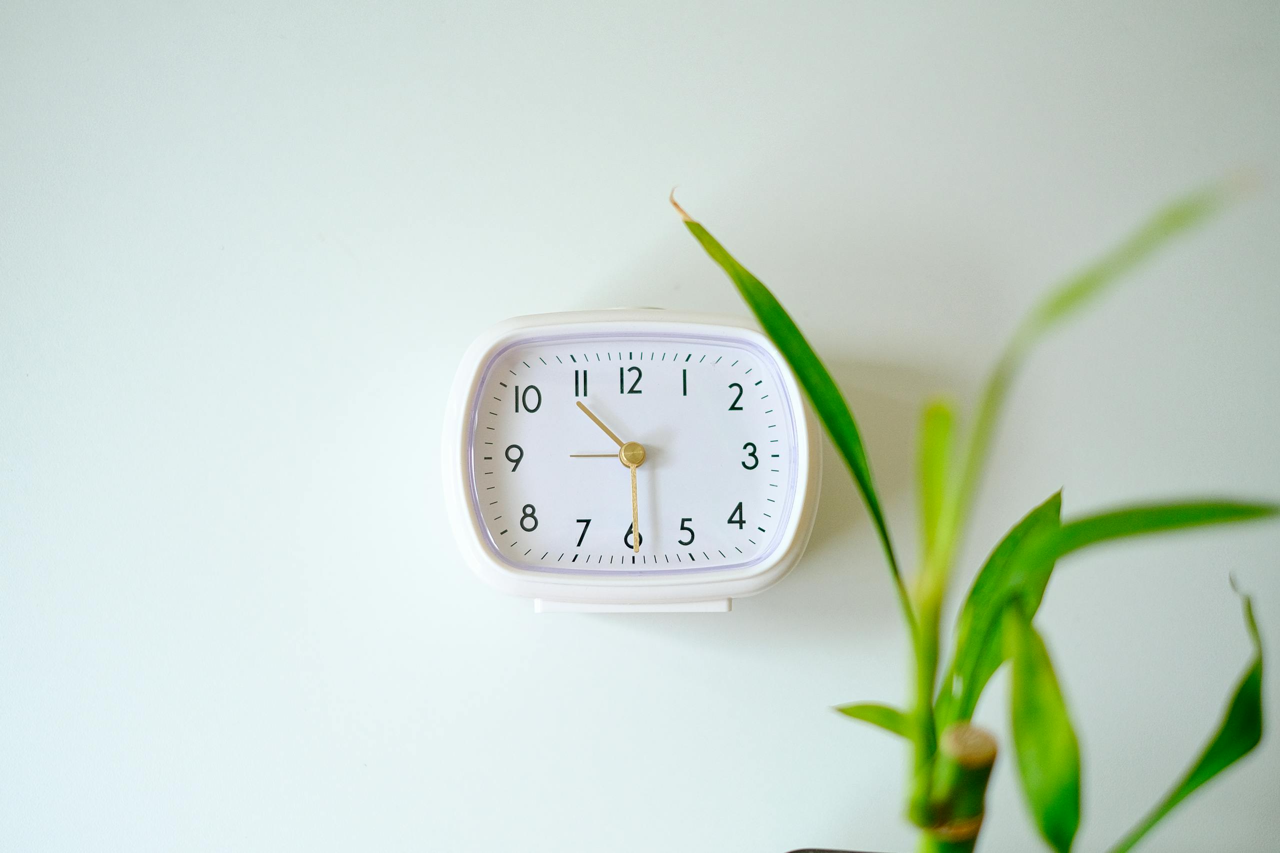 A white analogue wall clock next to a green plant against a plain backdrop.